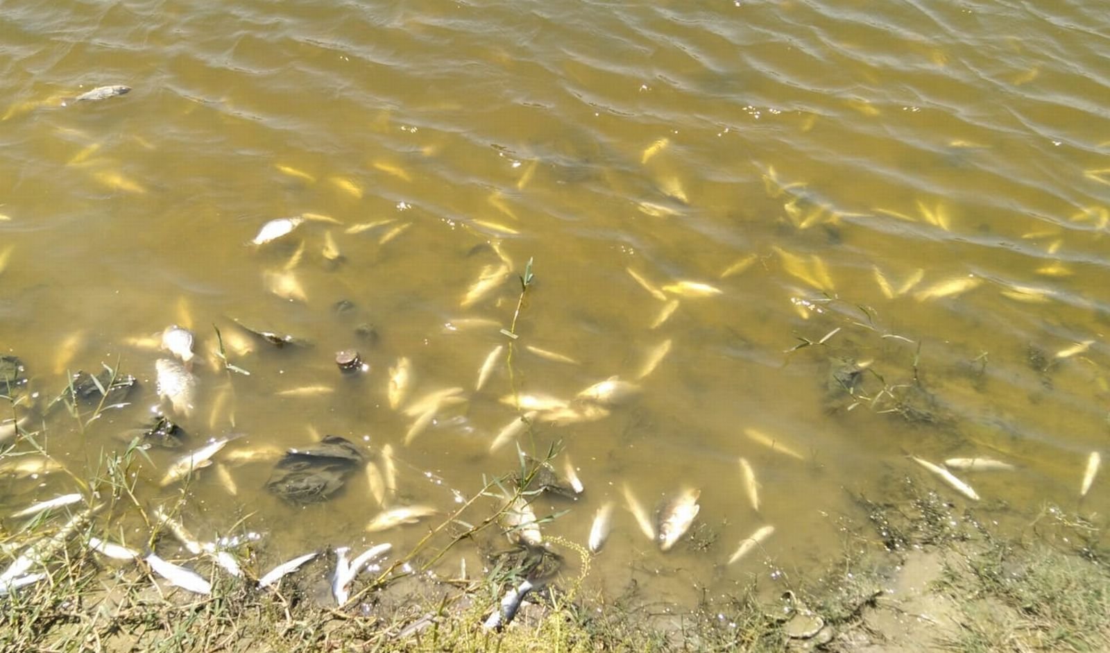 तालाब में मरीं हजारों मछलियां, जहर डाले जाने की आशंका