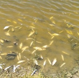 तालाब में मरीं हजारों मछलियां, जहर डाले जाने की आशंका