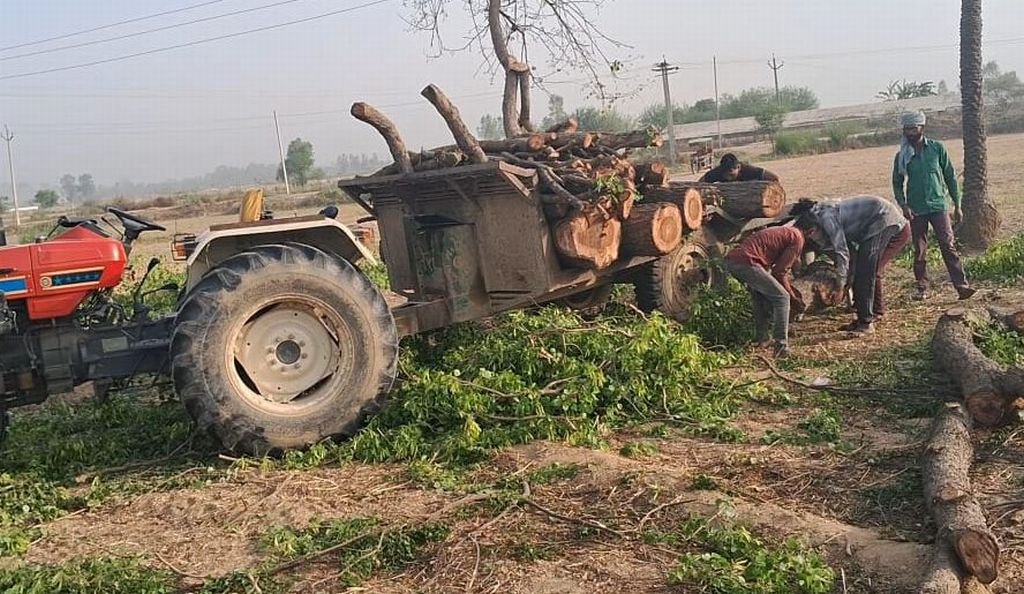 मुजरिया में धड़ल्ले से हो रहा हरे पेड़ों का कटान, पुलिस और वन विभाग ने साधी चुप्पी
