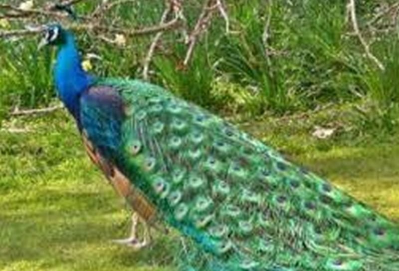 मोर की मौत, वन विभाग को सूचना दिए बगैर पुलिस ने दफनाया