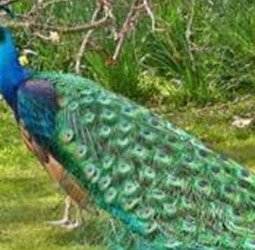 मोर की मौत, वन विभाग को सूचना दिए बगैर पुलिस ने दफनाया