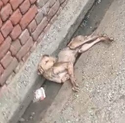 लाठी मारकर तोड़ दी कुत्ते की हड्डी...सीसीटीवी में कैद हुआ तो दर्ज हुई एफआईआर (देखें वीडियो)