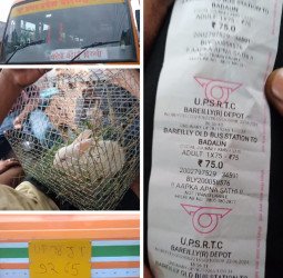 वाह! रोडवेज बस में टिकट लेकर बरेली से बदायूं आए दो 'खरगोश'...दिए 150 रुपये