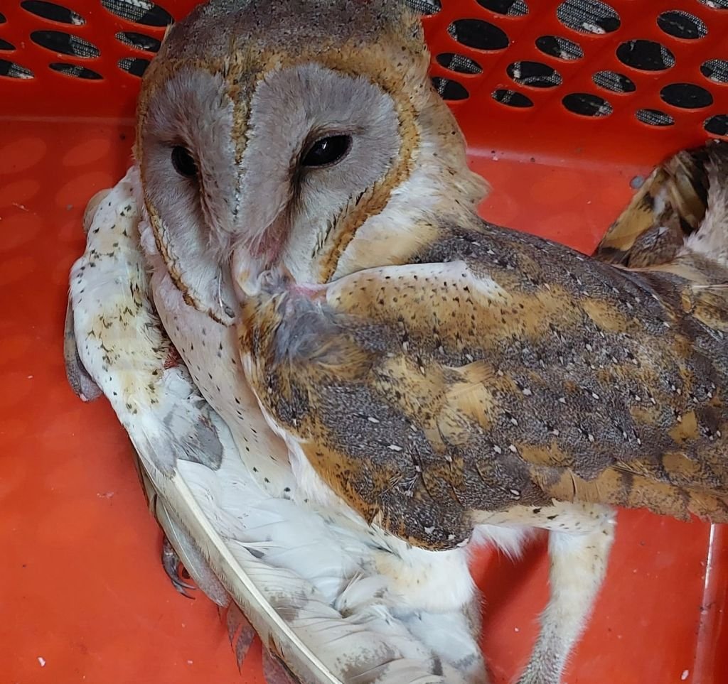 ...और उल्लू के लिए भी मुसीबत बन गए ये जानवर, 'खाकी' ने बचाई जान