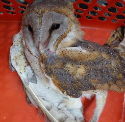 ...और उल्लू के लिए भी मुसीबत बन गए ये जानवर, 'खाकी' ने बचाई जान