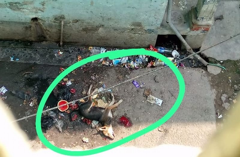 ईंट से कूंचकर मार डाला, फिर रस्सी से बांधकर घसीटा था पिल्ला, अब पिता-पुत्रों पर एफआईआर