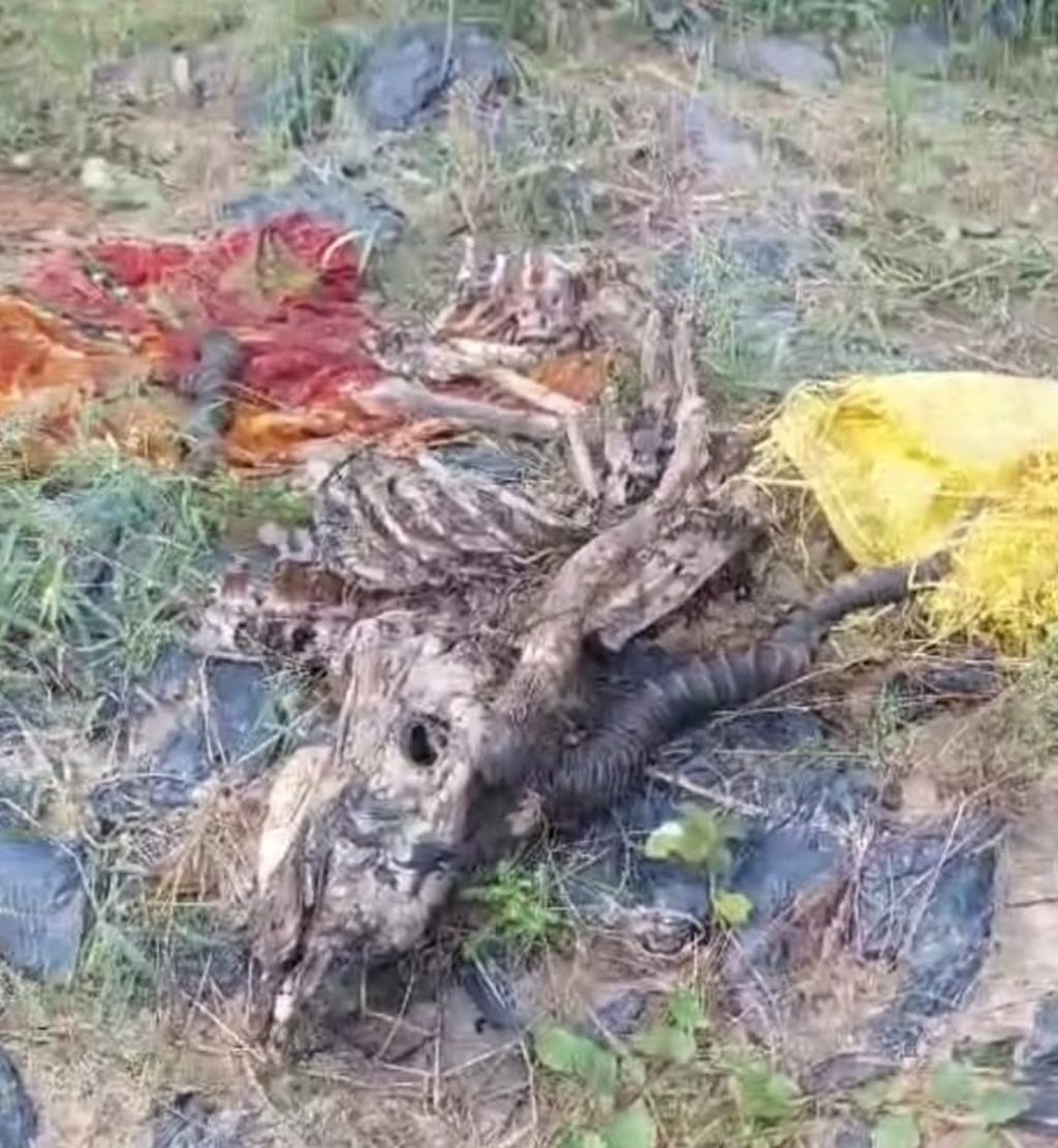 ...तो क्या हिरन के मांस से कर ली गई 'पार्टी', अवशेष मिट्टी में किए गए दफन