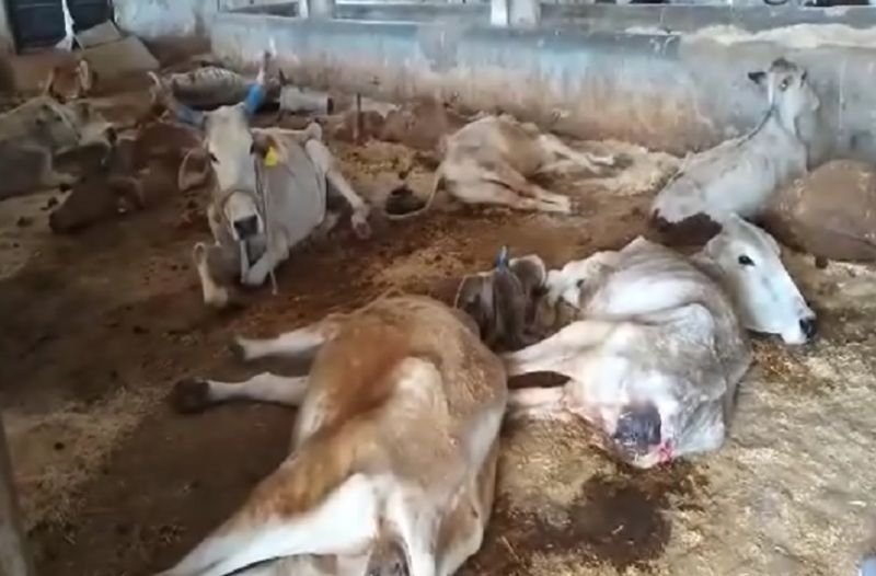 चुनाव जीतने तक ही थी पालिकाध्यक्ष फात्मा रजा और पूर्व मंत्री आबिद को गायों की चिंता! ....ये हम नहीं, कह रहा है ये शख्स