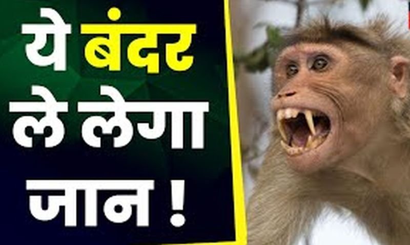 छत पर गई थी महिला, वहां हुआ कुछ ऐसा...छत से गिरकर चली गई जान