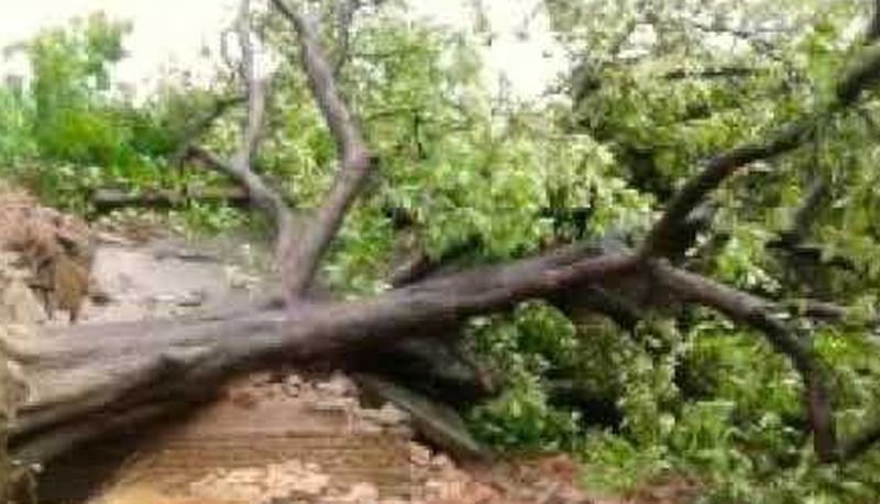 आफतः आंधी में गिर गया पाकड़ का पेड़, नीचे दबकर युवक की मौत