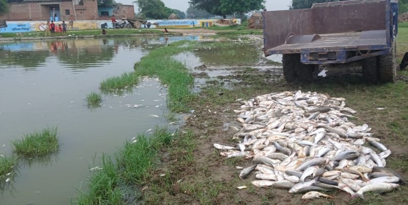 मारने थे मच्छरों के लार्वा...पर, मर गईं हजारों मछलियां, बदायूं के इस तालाब में हुआ ऐसा