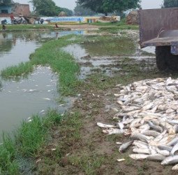 मारने थे मच्छरों के लार्वा...पर, मर गईं हजारों मछलियां, बदायूं के इस तालाब में हुआ ऐसा