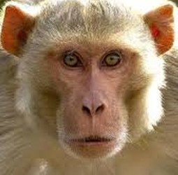 बिसौली में बंदर घुड़की से डरकर भागी बुजुर्ग महिला की छत से गिरकर मौत