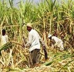 यदु शुगर मिल के कर्मचारियों ने गन्ना किसान को घेरकर पीटा, असलहा दिखाकर गन्ना मिल को देने को धमकाया