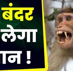 बंदरों के कारण चली गई एक और युवक की जान, छत से गिरा और तोड़ दिया दम