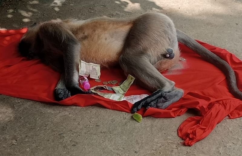 लंगूर को पीट-पीटकर मार डाला, हिंदू संगठनों में गुस्सा, बजरंग दल कार्यकर्ता ने दी तहरीर