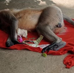 लंगूर को पीट-पीटकर मार डाला, हिंदू संगठनों में गुस्सा, बजरंग दल कार्यकर्ता ने दी तहरीर