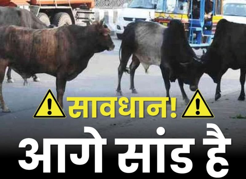 छुट्टा सांड़ से जा टकराई बाइक, सीने में घुस गया सींग, युवक की मौत