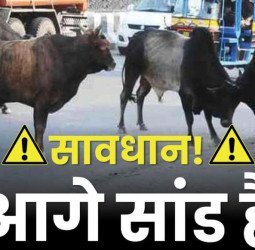 छुट्टा सांड़ से जा टकराई बाइक, सीने में घुस गया सींग, युवक की मौत