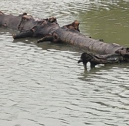 टहनी को बना लिया नाव, फिर तालाब में नहाने लगे बच्चे....संतुलन बिगड़ा तो डूब गया छात्र, मौत