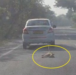 VIDEO- इतनी निर्दयताः कौन है ये कार सवार...कुत्ते को रस्सी से बांधकर सड़क पर घसीटा
