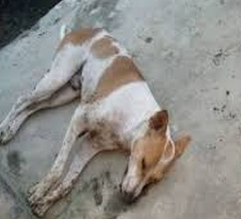 कुरकुरे का पैकेट छीनकर भागा कुत्ता तो युवक ने ईंट से कूंचकर मार डाला, लाश पर भी मारे डंडे