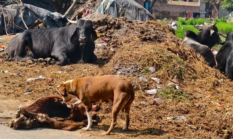 वीडियोः नाम की हैं गोशालाएं...यहां सड़कों पर मरते हैं गाय और बछड़े, लाश को कुत्ते नोचते हैं, पर किसे परवाह
