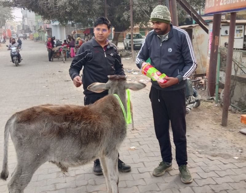 घुमंतू पशुओं के गले में रिफ्लेक्टर बेल्ट बांधकर दुर्घटनाओं पर रोक की पहल