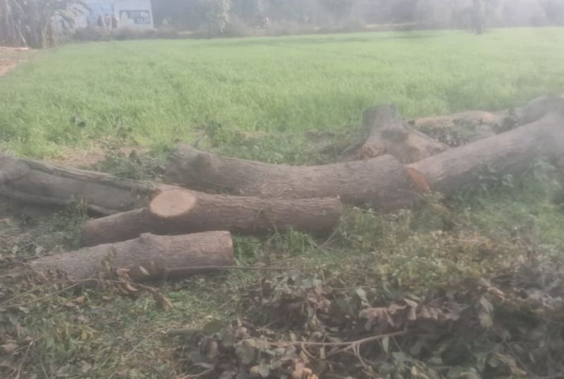 मुजरिया में हो रहा हरे पेड़ों का अवैध कटान, जिम्मेदार करा रहे समझौता